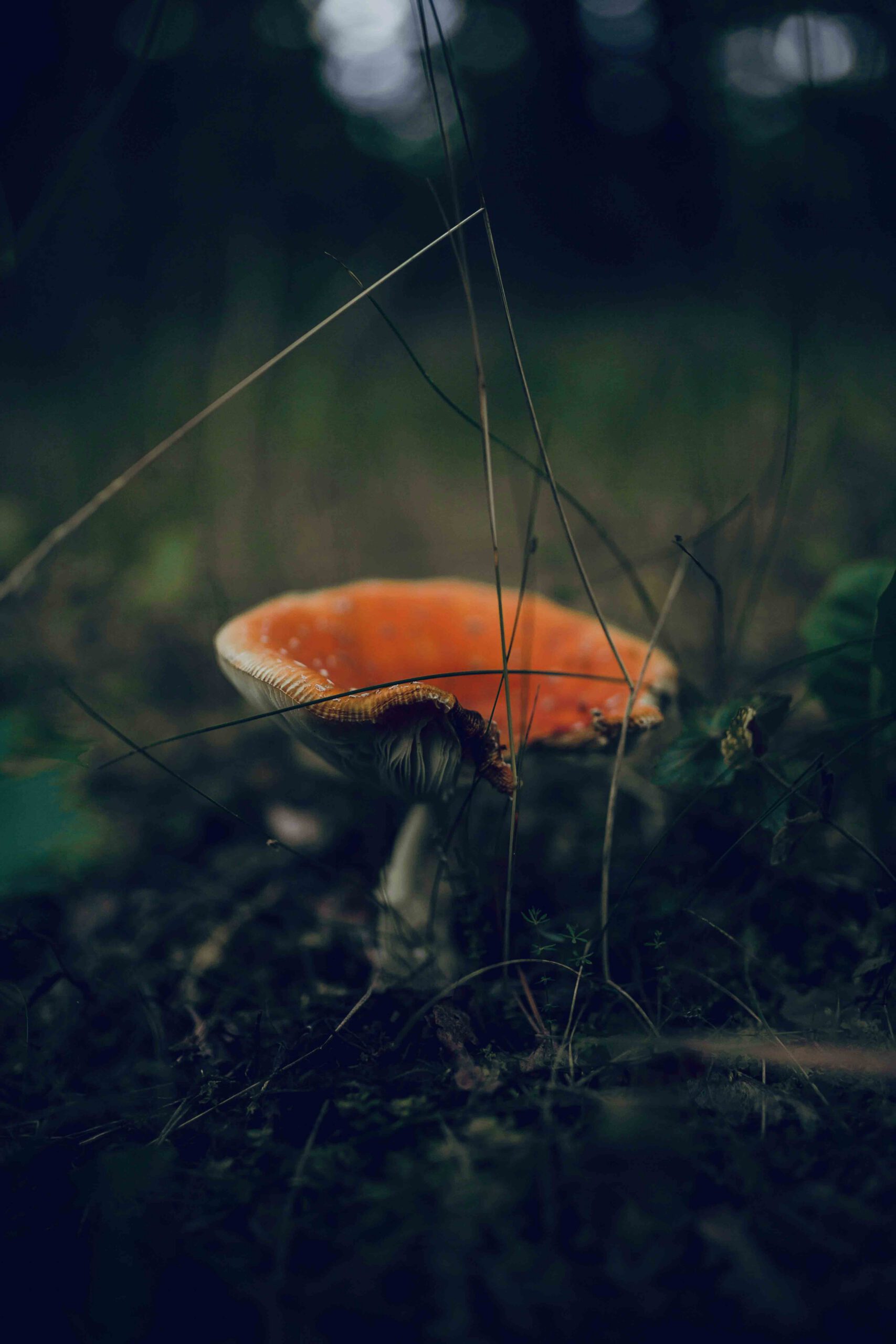 champignon orange de Baba Yaga