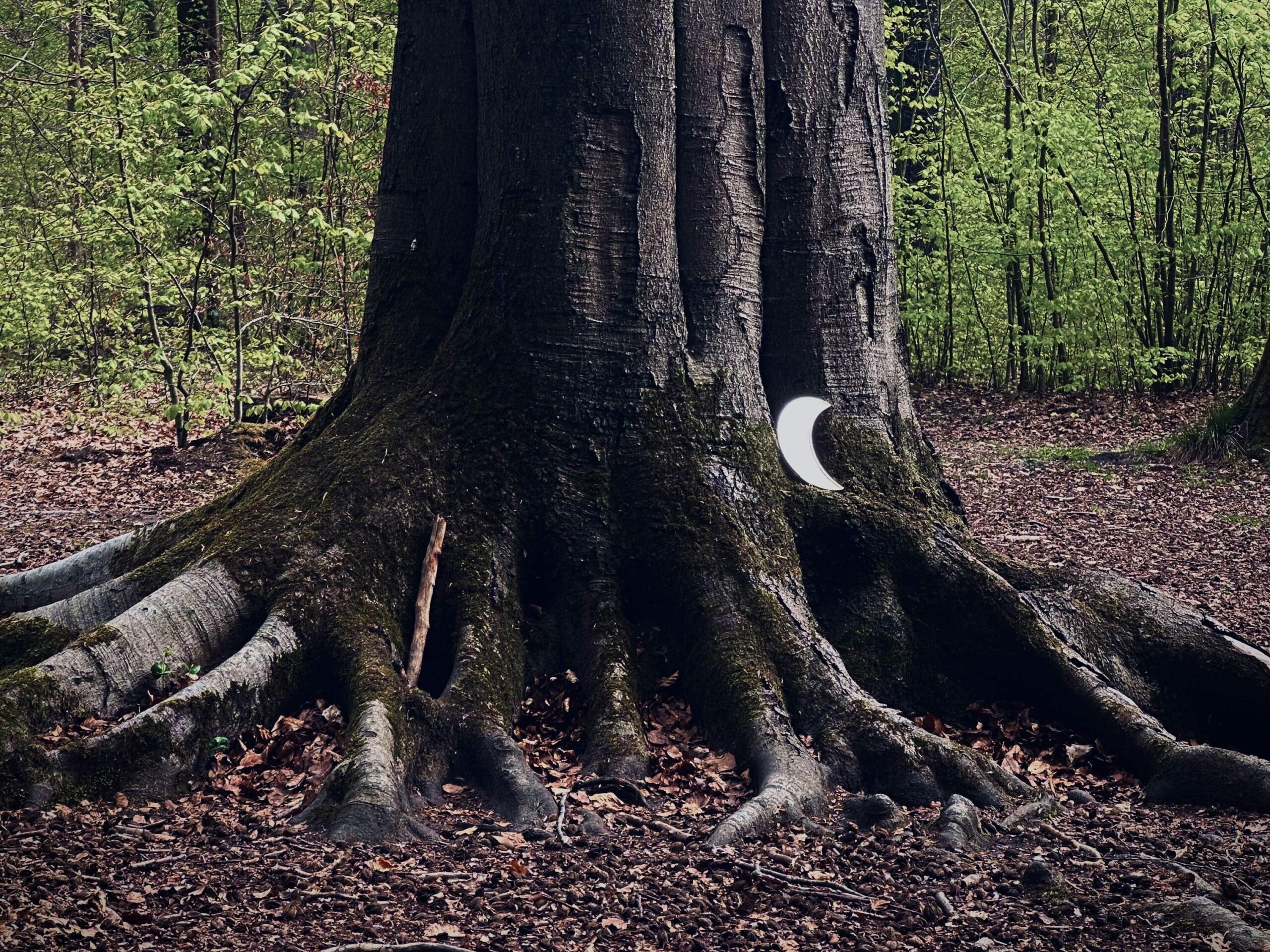 Arbre avec des racines épaisses et un croissant de lune dans la forêt de Baba Yaga