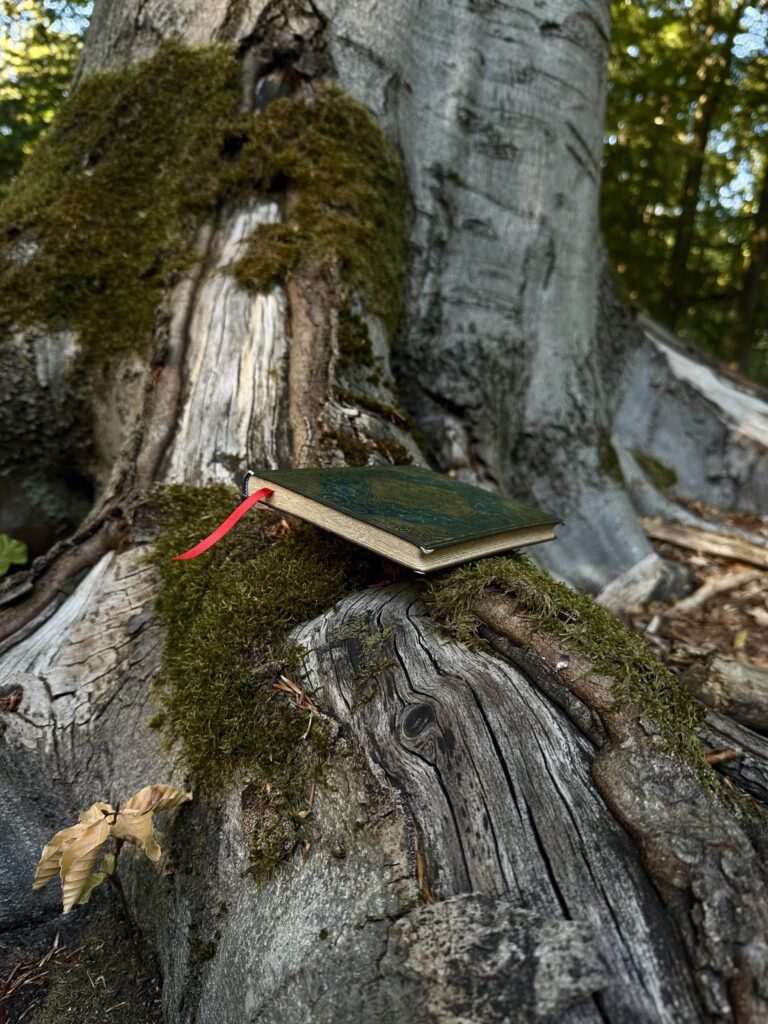 grimoire posé sur un tronc d’arbre dans la forêt de baba yaga