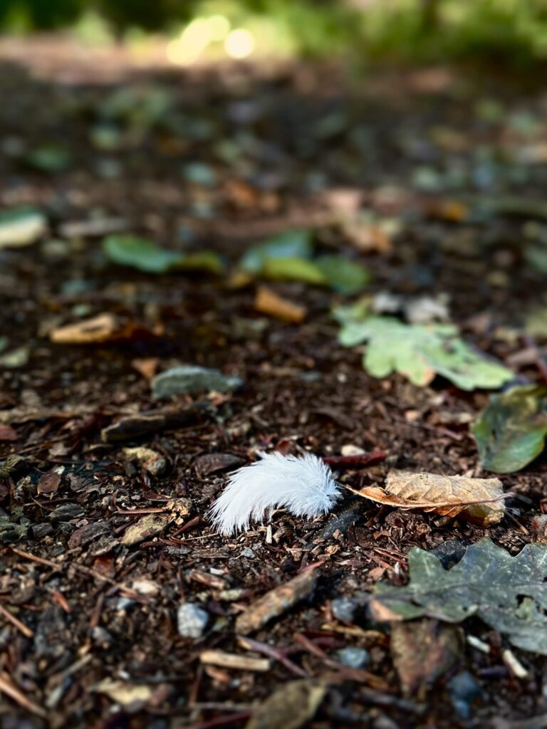 plume sur le chemin dans les bois de baba yaga et de Nadège