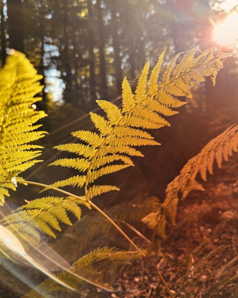 fougère dans un rayon de soleil dans la forêt de Baba Yaga